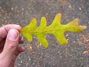 summer photograph gambel_oak__Quercus_gambelii-torreyimg_8801.jpg