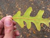 summer photograph gambel_oak__Quercus_gambelii-torreyimg_8802.jpg