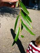 summer photograph hankow_willow__salix_matsudanaimg_9056.jpg