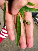 summer photograph hankow_willow__salix_matsudanaimg_9058leaf.jpg