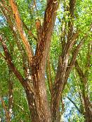 summer photograph hankow_willow__salix_matsudanaimg_9060.jpg