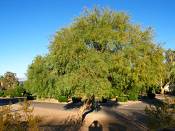 summer photograph honey_mesquite__prosopis_glandulosaimg_9865.jpg