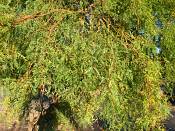 summer photograph honey_mesquite__prosopis_glandulosaimg_9866.jpg