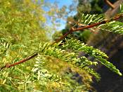 summer photograph honey_mesquite__prosopis_glandulosaimg_9867.jpg