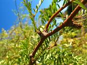 summer photograph honey_mesquite__prosopis_glandulosaimg_9869.jpg