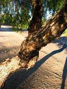 summer photograph honey_mesquite__prosopis_glandulosaimg_9870.jpg