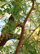 summer photograph honey_mesquite__prosopis_glandulosaimg_9877.jpg