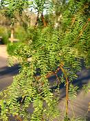 summer photograph honey_mesquite__prosopis_glandulosaimg_9880.jpg