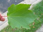 summer photograph mountain_maple__acer_spicatum_washingtonimg_7184blad.jpg