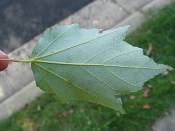 summer photograph mountain_maple__acer_spicatum_washingtonimg_7185.jpg