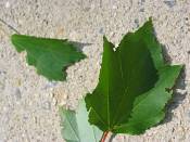 summer photograph mountain_maple__acer_spicatum_washingtonimg_7187blad.jpg