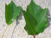 summer photograph mountain_maple__acer_spicatum_washingtonimg_7188leaf.jpg