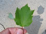 summer photograph mountain_maple__acer_spicatum_washingtonimg_7189.jpg