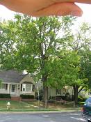 summer photograph mountain_maple__acer_spicatum_washingtonimg_7191.jpg