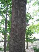 summer photograph pin_oak__quercus_palustris_washingtonimg_7135.jpg