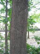 summer photograph pin_oak__quercus_palustris_washingtonimg_7136.jpg