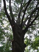 summer photograph pin_oak__quercus_palustris_washingtonimg_7137.jpg