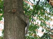 summer photograph pin_oak__quercus_palustris_washingtonimg_7168.jpg
