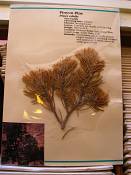 summer photograph pinus_edulis_pinyon_pineimg_8919.jpg