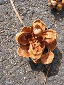 summer photograph pinus_edulis_pinyon_pineimg_9524.jpg