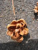 summer photograph pinus_edulis_pinyon_pineimg_9525.jpg