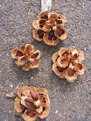 summer photograph pinus_edulis_pinyon_pineimg_9528.jpg