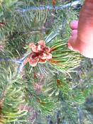 summer photograph pinus_edulis_pinyon_pineimg_9573.jpg