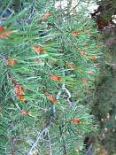 summer photograph pinus_edulis_pinyon_pineimg_9575.jpg