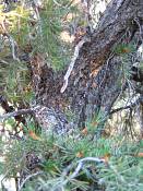 summer photograph pinus_edulis_pinyon_pineimg_9576.jpg