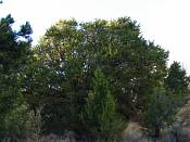 summer photograph pinus_edulis_pinyon_pineimg_9577.jpg