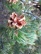 summer photograph pinus_edulis_pinyon_pineimg_9578.jpg
