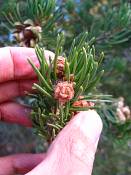 summer photograph pinus_edulis_pinyon_pineimg_9579.jpg