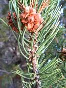 summer photograph pinus_edulis_pinyon_pineimg_9580.jpg