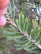 summer photograph pinus_edulis_pinyon_pineimg_9581.jpg