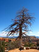 summer photograph ponderosa_pine__pinus_ponderosa_bryceimg_8452.jpg