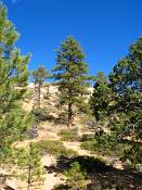 summer photograph ponderosa_pine__pinus_ponderosa_bryceimg_8518.jpg