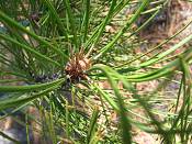 summer photograph ponderosa_pine__pinus_ponderosa_bryceimg_8522.jpg