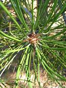 summer photograph ponderosa_pine__pinus_ponderosa_bryceimg_8523.jpg