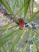 summer photograph ponderosa_pine__pinus_ponderosa_bryceimg_8525.jpg