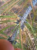 summer photograph ponderosa_pine__pinus_ponderosa_bryceimg_8526.jpg