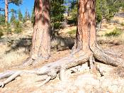 summer photograph ponderosa_pine__pinus_ponderosa_bryceimg_8527.jpg