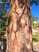 summer photograph ponderosa_pine__pinus_ponderosa_bryceimg_8528.jpg