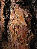 summer photograph ponderosa_pine__pinus_ponderosa_bryceimg_8529.jpg