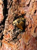 summer photograph ponderosa_pine__pinus_ponderosa_bryceimg_8530.jpg