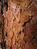 summer photograph ponderosa_pine__pinus_ponderosa_bryceimg_8531.jpg