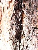 summer photograph ponderosa_pine__pinus_ponderosa_bryceimg_8532.jpg