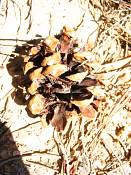 summer photograph ponderosa_pine__pinus_ponderosa_bryceimg_8533.jpg