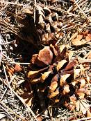 summer photograph ponderosa_pine__pinus_ponderosa_bryceimg_8535.jpg