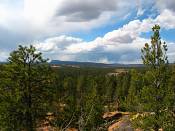 summer photograph ponderosa_pine__pinus_ponderosa_bryceimg_8542.jpg