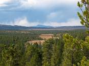 summer photograph ponderosa_pine__pinus_ponderosa_bryceimg_8543.jpg